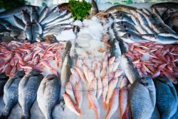 Balık Çeşitleri-G-H-I-İ-J