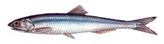 Hamsi