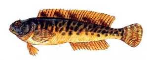 Horozbina