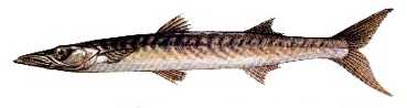 Iskarmoz