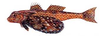 Kanatlı Kırlangıç Balığı