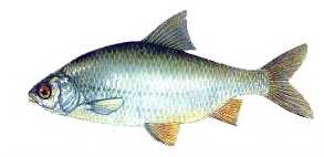 Kırmızı Havuz Balığı