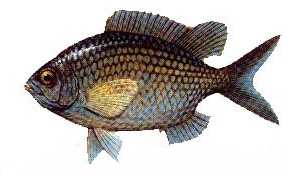 Papaz Balığı