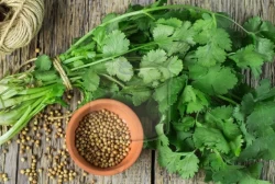 Gollandro Taze Soğan Salatası