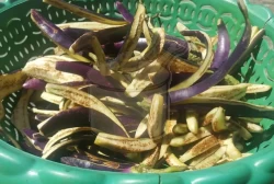 Patlıcan Kurusu Turşuluk