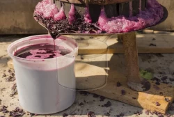 Şerbetin Çıkarılması